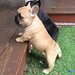 Bulldog francez